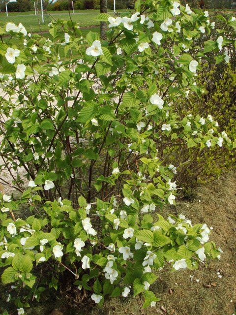 Rhodotypos scandens=kerrioides P1C